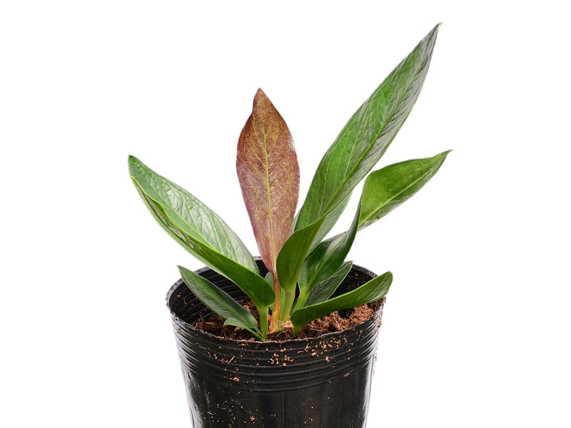 Anthurium nidus 'Jolis'