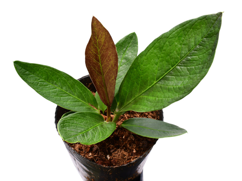 Anthurium nidus 'Jolis'