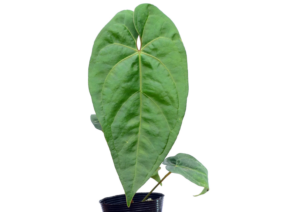 Anthurium nigrolaminum