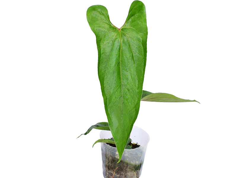 ecuagenera anthurium Anthurium nigrolaminum 'Ecuagenera'