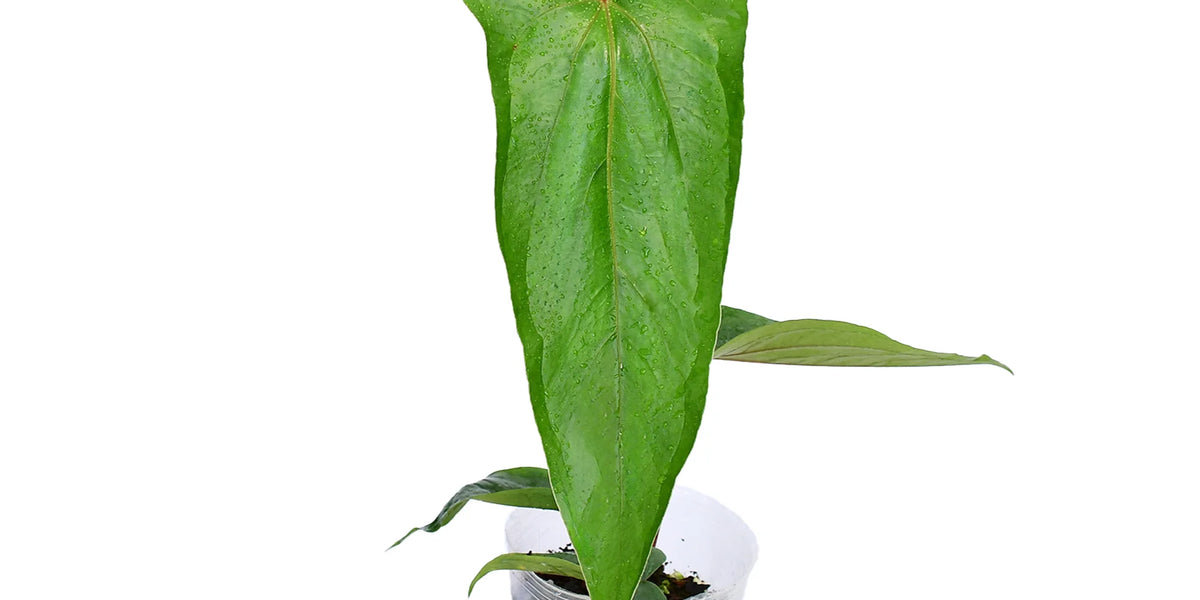 anthurium ecuagenera Anthurium nigrolaminum 'Ecuagenera' — Ecuagenera Orquídeas del Ecuador