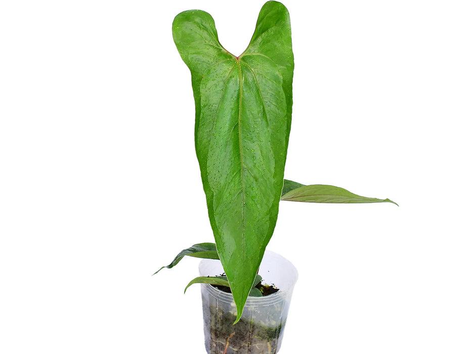 Anthurium nigrolaminum 'Ecuagenera'