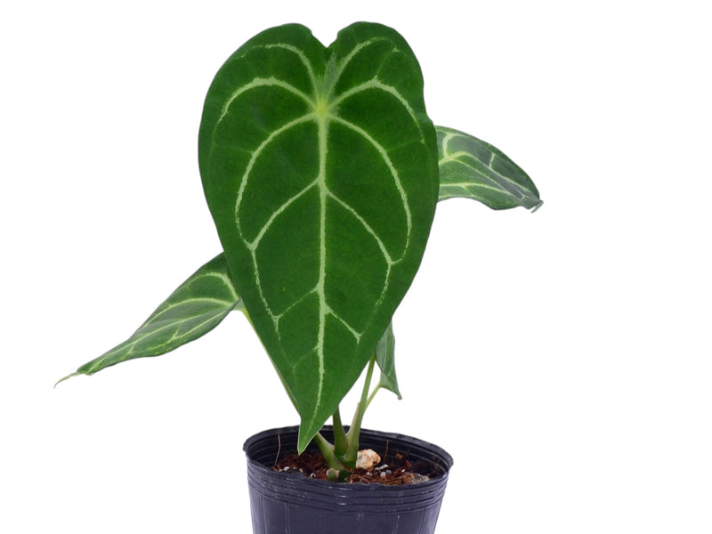 Anthurium nigrolaminum 'Fantasy' x Anth. forgetii x (Anth. Magnificent Silver inverse crossing)