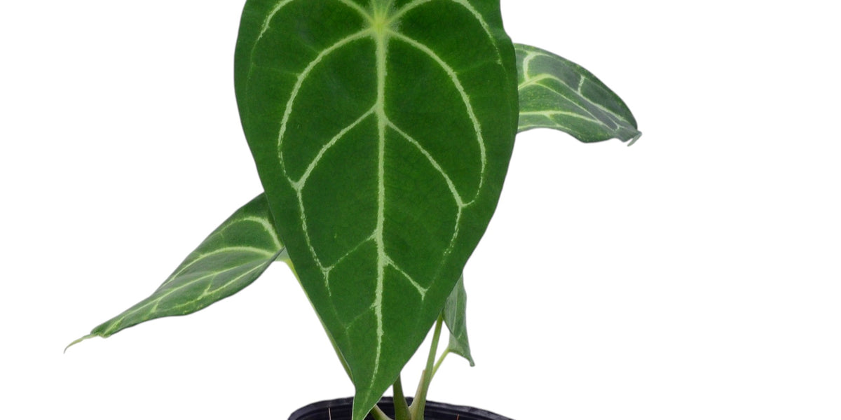 Anthurium nigrolaminum 'Fantasy' x Anth. forgetii x (Anth. Magnificent —  Ecuagenera Orquídeas del Ecuador