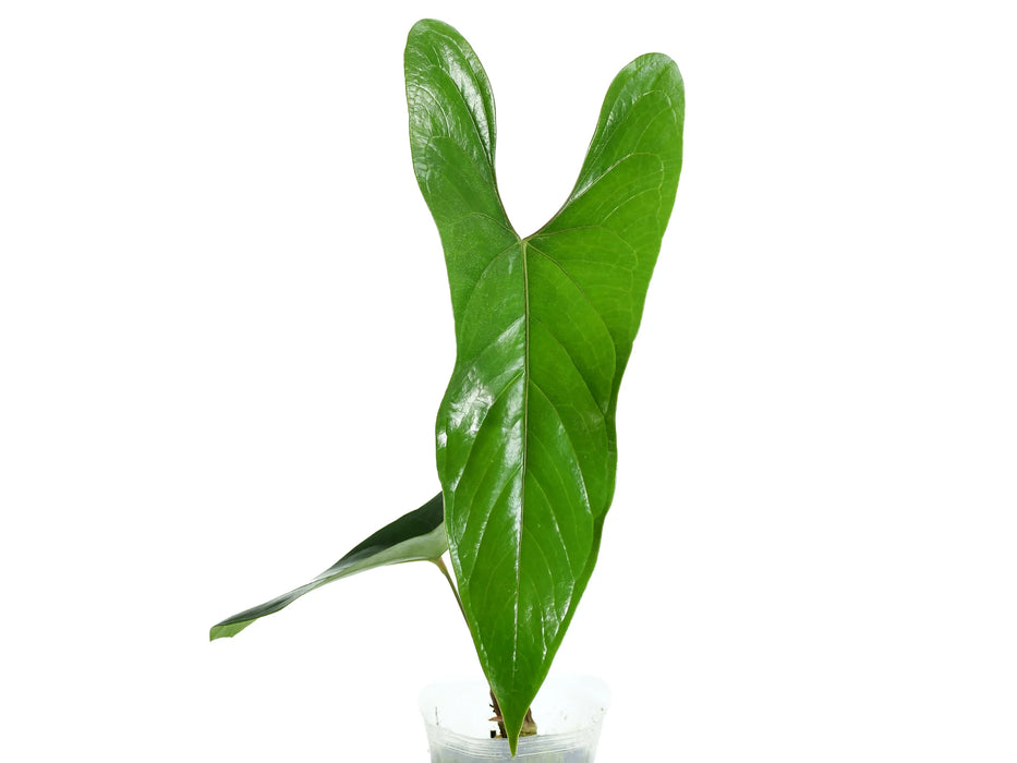 Anthurium nigrolaminum 'Gigi'