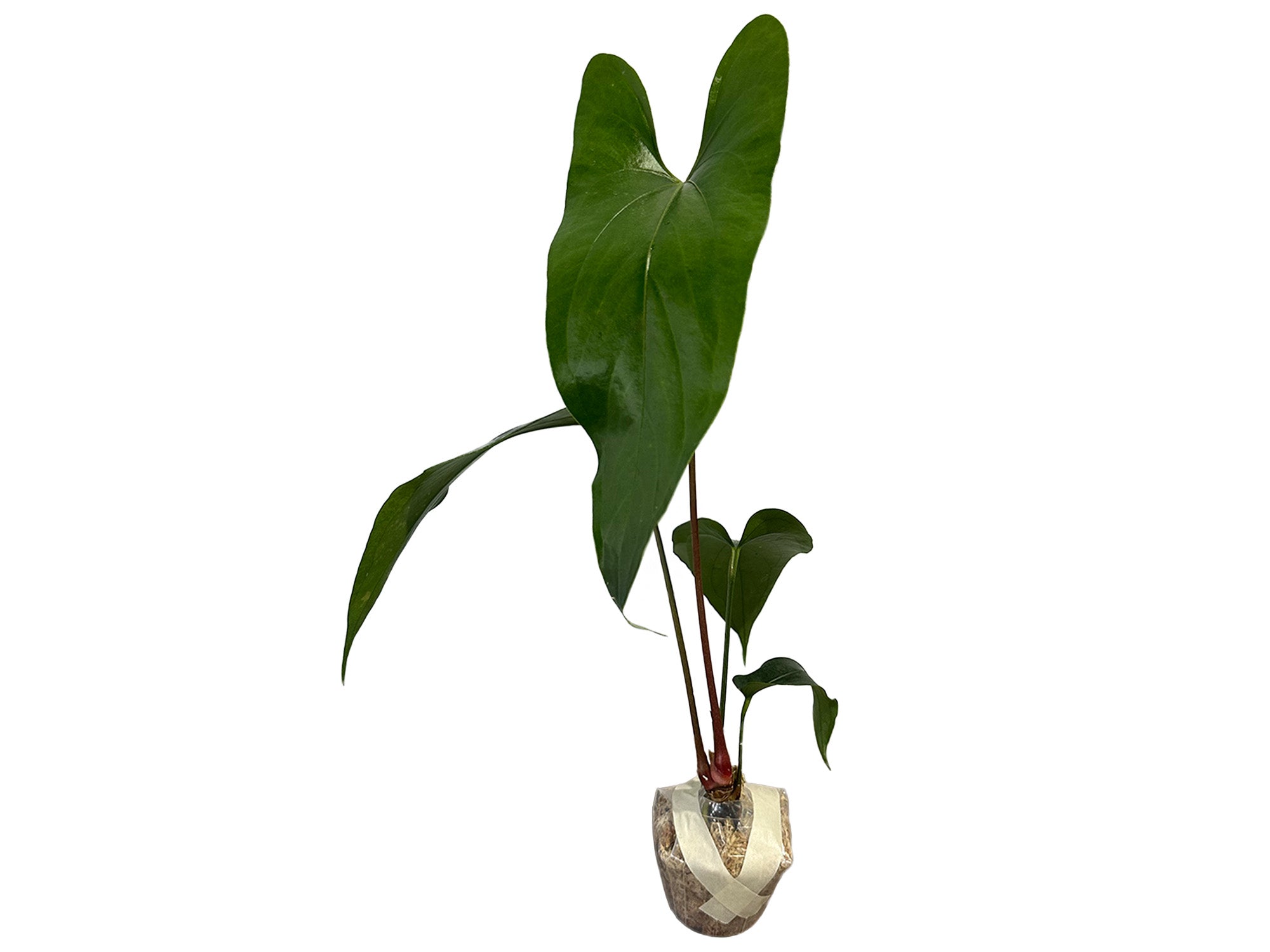 Anthurium nigrolaminum 'Gigi' — Ecuagenera Orquídeas del Ecuador