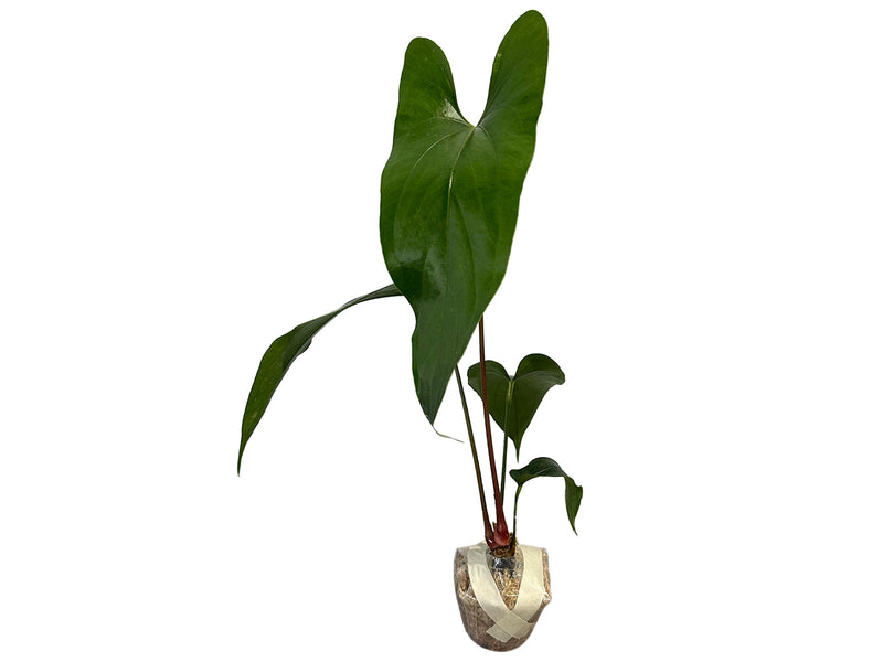 Anthurium nigrolaminum 'Gigi'