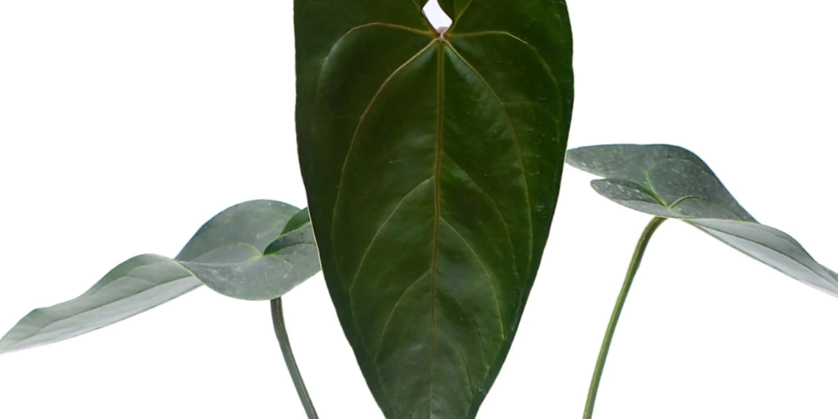 Anthurium Sylva Nova — Ecuagenera Orquídeas del Ecuador Anthurium Sylva Nova — Ecuagenera Orquídeas del Ecuador