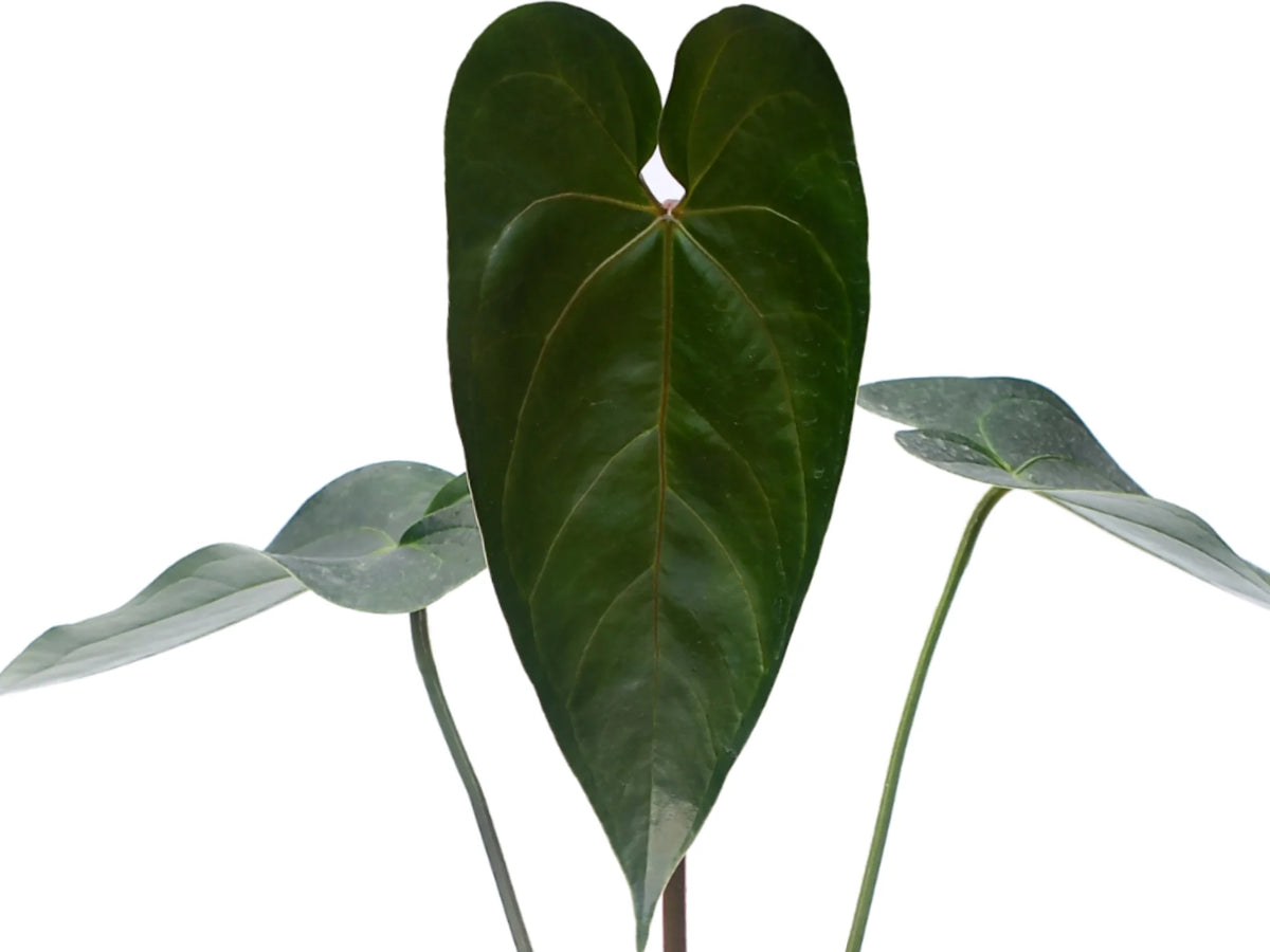 Anthurium Sylva Nova — Ecuagenera Orquídeas del Ecuador