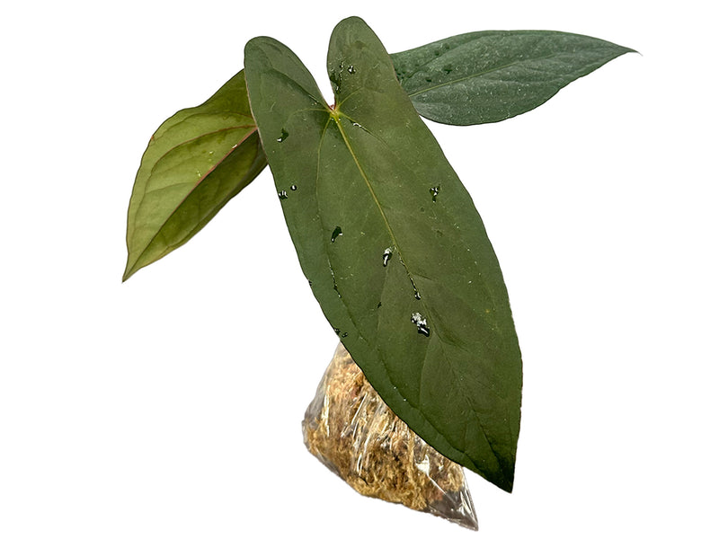 Anthurium Sylva Nova (seedling)