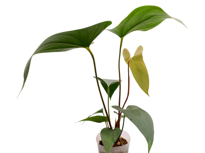 Anthurium nigrolaminum 'Gigi' x Anthurium sagittatum slim