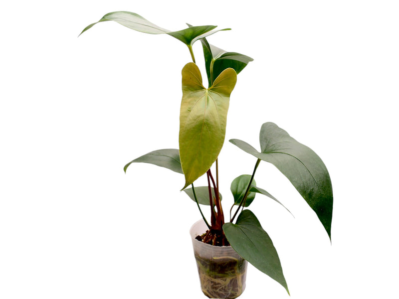 Anthurium nigrolaminum 'Gigi' x Anthurium sagittatum slim