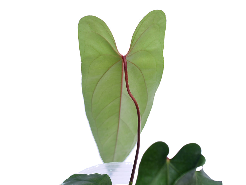 Anthurium nigrolaminum 'Gigi' x Anthurium warocqueanum 'Esmeralda'