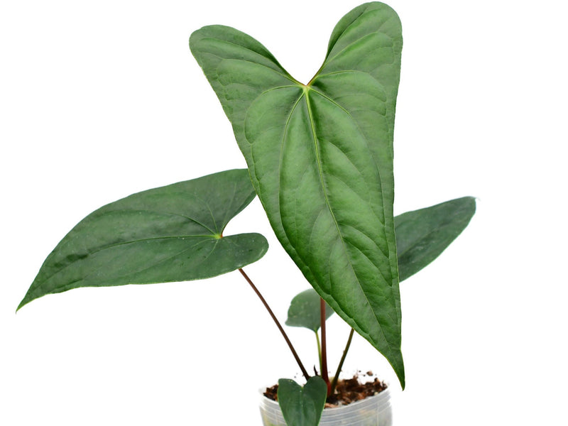 anthurium gigi Anthurium nigrolaminum 'Gigi' x nigrolaminum