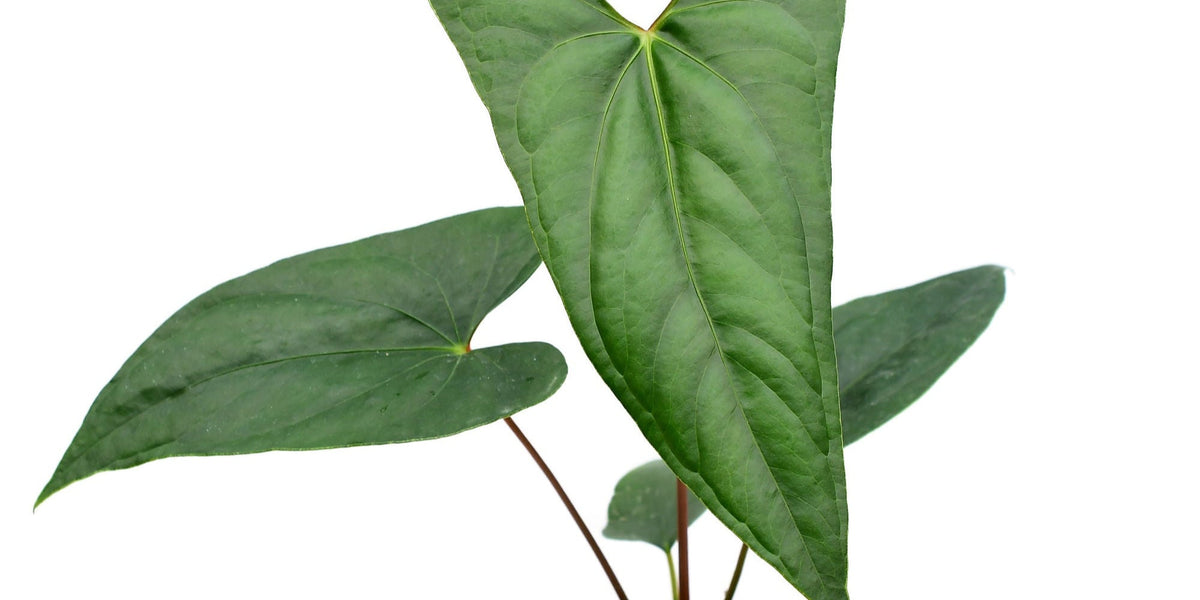 Anthurium_nigrolaminum_Gigi_x_