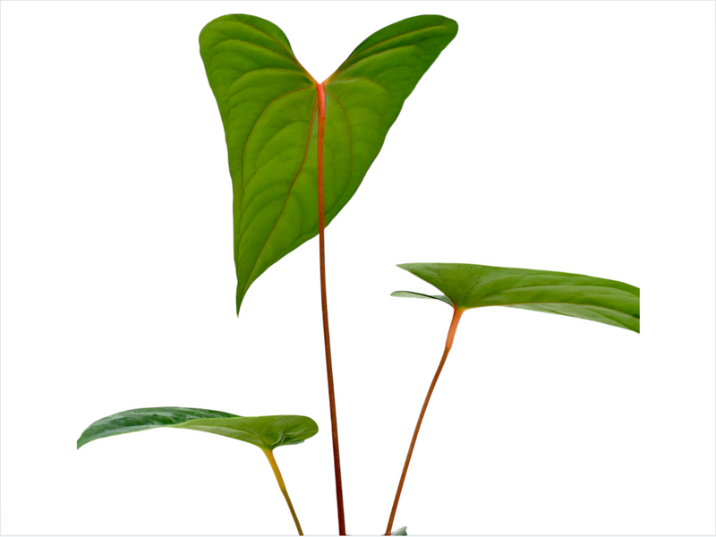 Anthurium nigrolaminum 'Gigi' x nigrolaminum