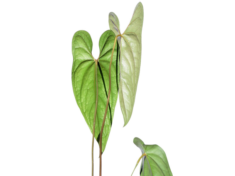 Anthurium nigrolaminum