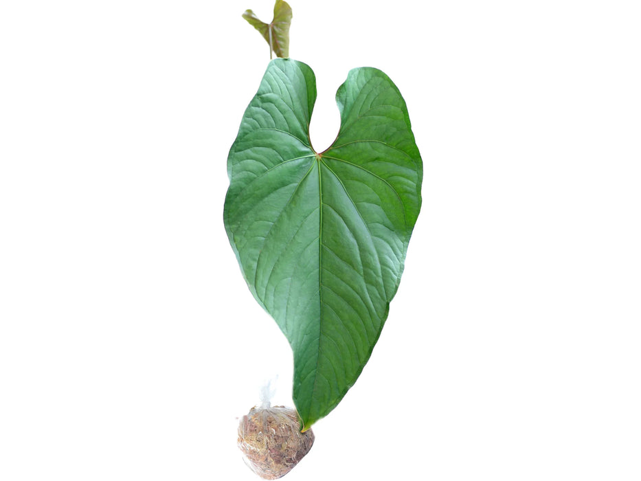 Anthurium nigrolaminum