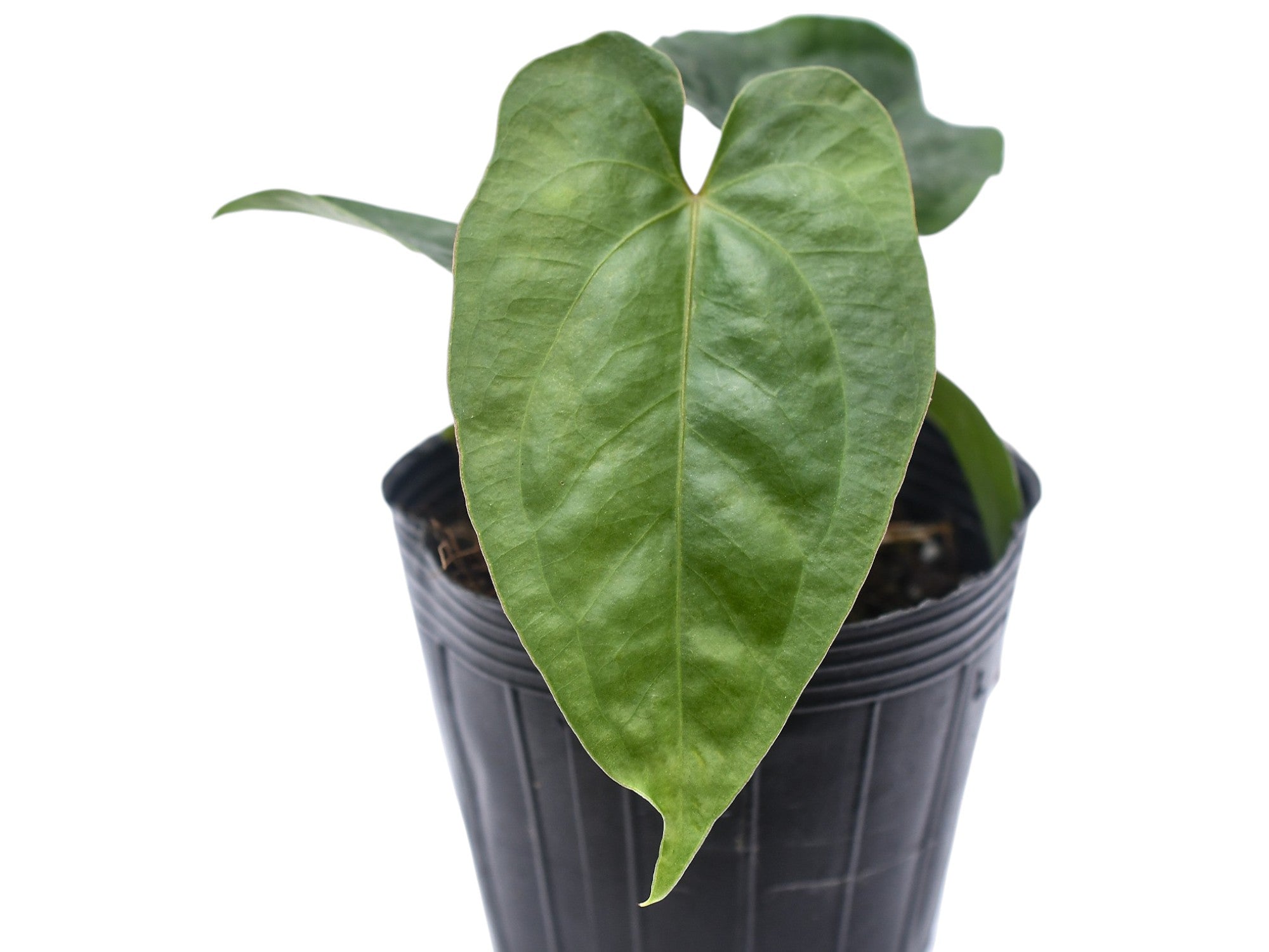 Anthurium nigrolaminum gigante x Anthurium dressleri — Ecuagenera