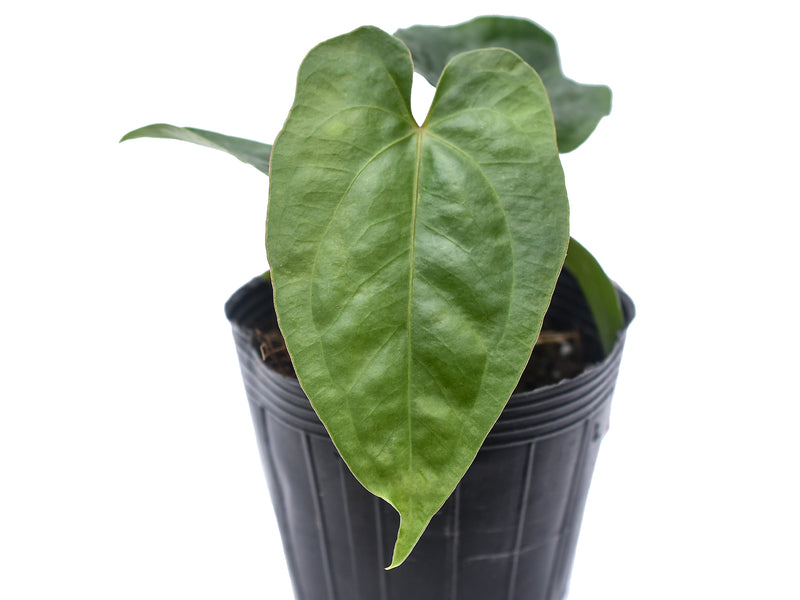 Anthurium nigrolaminum gigante x Anthurium dressleri (seedling)