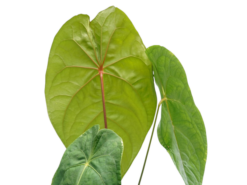 anthurium gigante Anthurium nigrolaminum gigante x Anthurium forgetii
