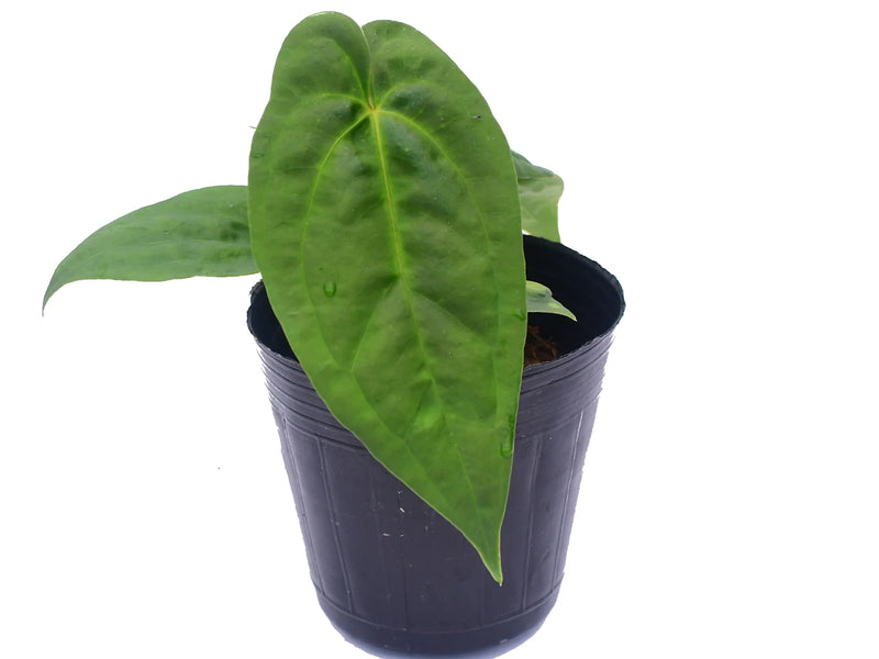 anthurium gigante Anthurium nigrolaminum gigante x Anthurium papillilaminum