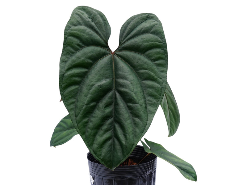 Anthurium nigrolaminum x Anthurium Andean Moon