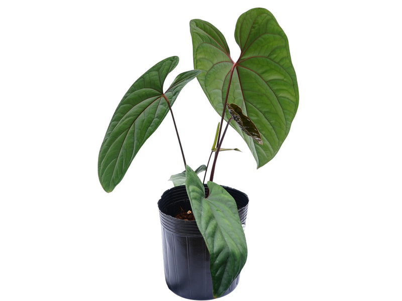 Anthurium nigrolaminum x Anthurium Andean Moon