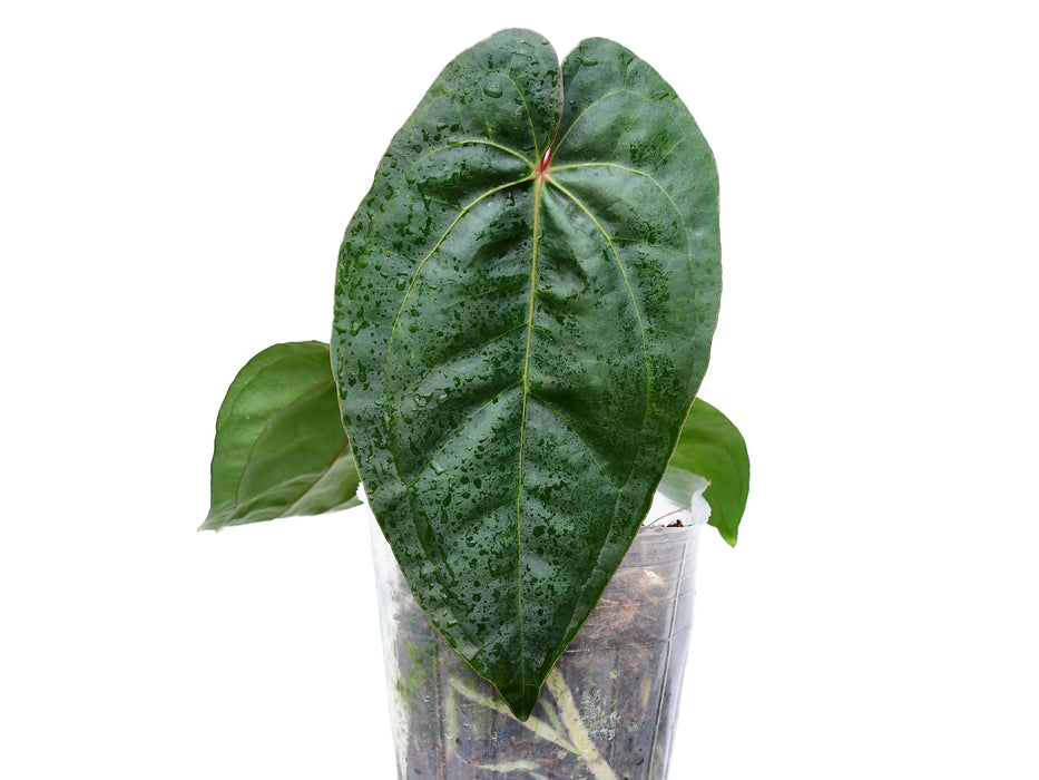 Anthurium nigrolaminum x Anthurium besseae aff