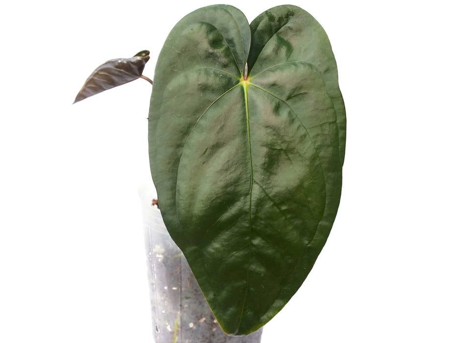 Anthurium nigrolaminum x Anthurium papillilaminum