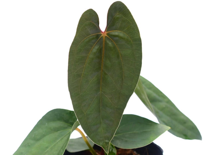 Anthurium Leonie Portilla 'Inverse crossing'