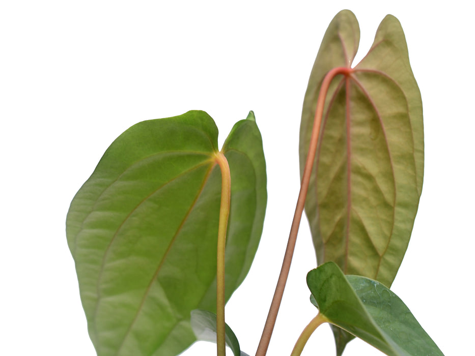 Anthurium nigrolaminum x Anthurium papillilaminum 'Inverse crossing'