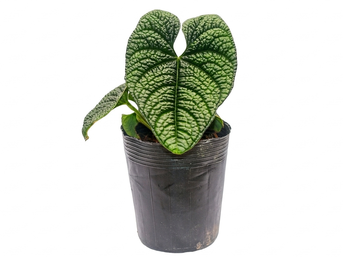 Anthurium nutibarense – Rare Bullate Cloud Forest Anthurium ...