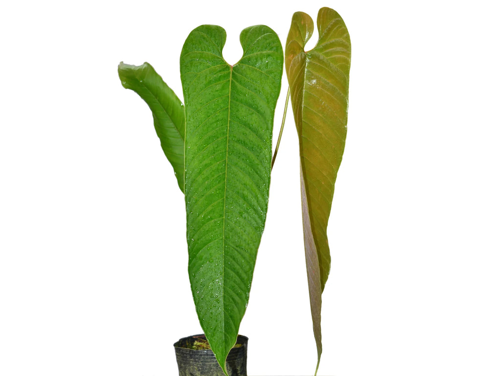 anthurium oblongifol Anthurium offolterianum — Ecuagenera Orquídeas del Ecuador