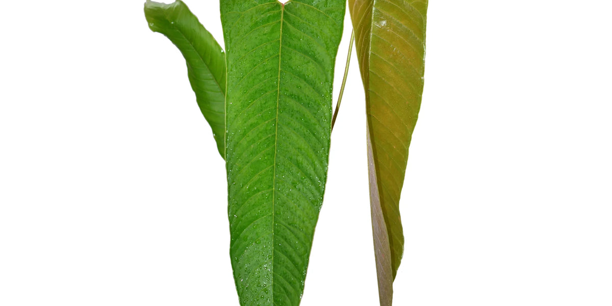 anthurium oblongifol Anthurium offolterianum — Ecuagenera Orquídeas del Ecuador