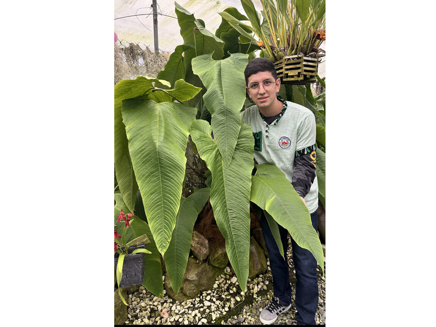 anthurium oblongifol Anthurium offolterianum — Ecuagenera Orquídeas del Ecuador