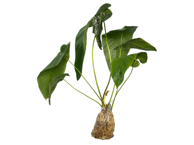 anthurium huegelii Anthurium offolterianum — Ecuagenera Orquídeas del Ecuador