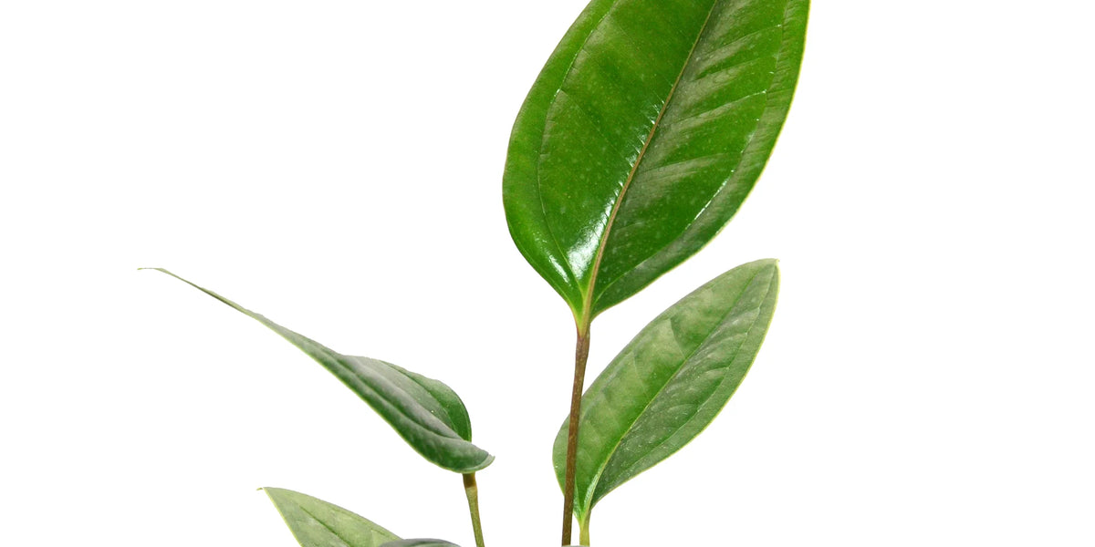 anthurium ovatifolium species Anthurium ovatifolium