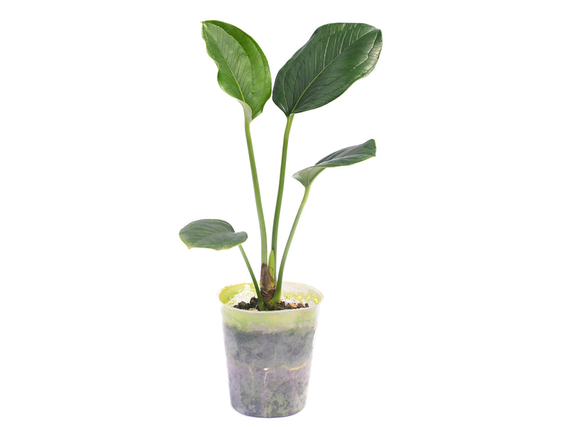 anthurium ovatifolium Anthurium ovatifolium aff — Ecuagenera Orquídeas del Ecuador