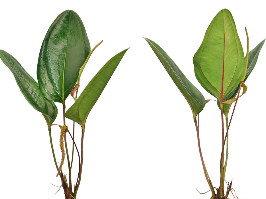 Anthurium ovatifolium