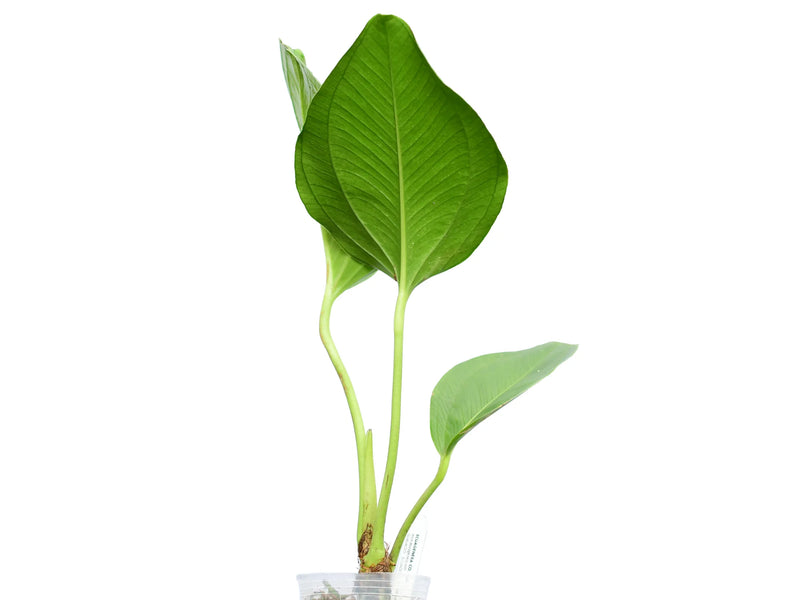 Anthurium ovatifolium type