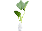 anthurium ovatifolium species tropic Anthurium ovatifolium type