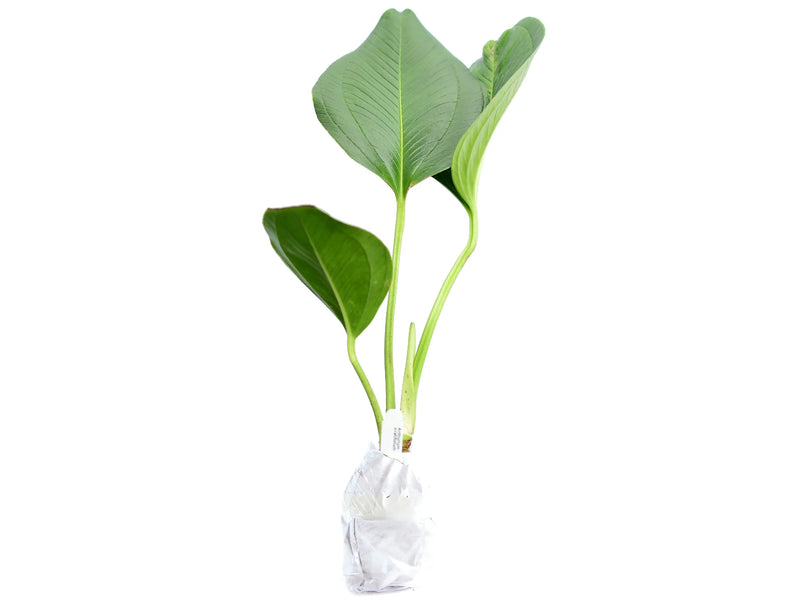 Anthurium ovatifolium type