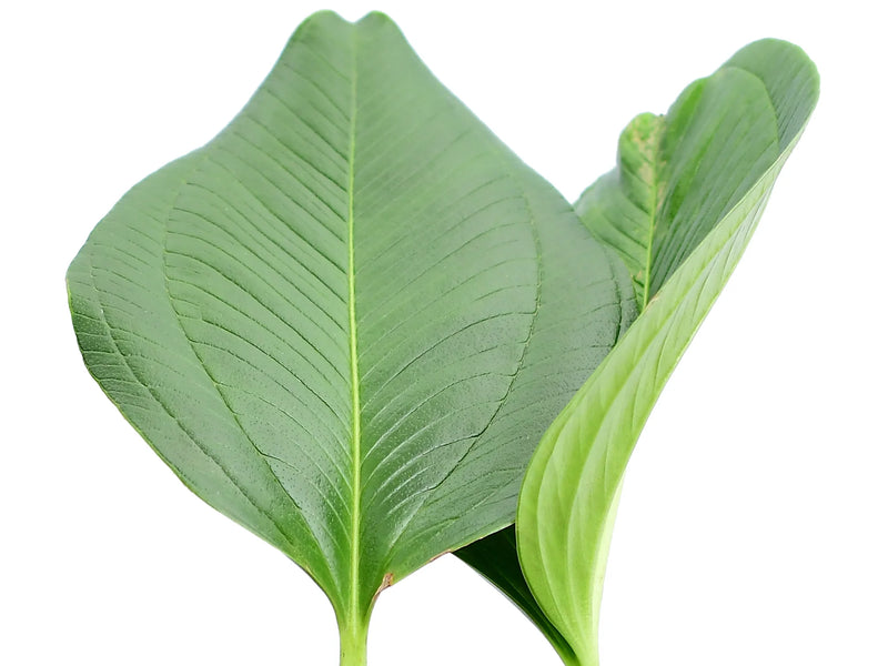 anthurium ovatifolium species tropic Anthurium ovatifolium type