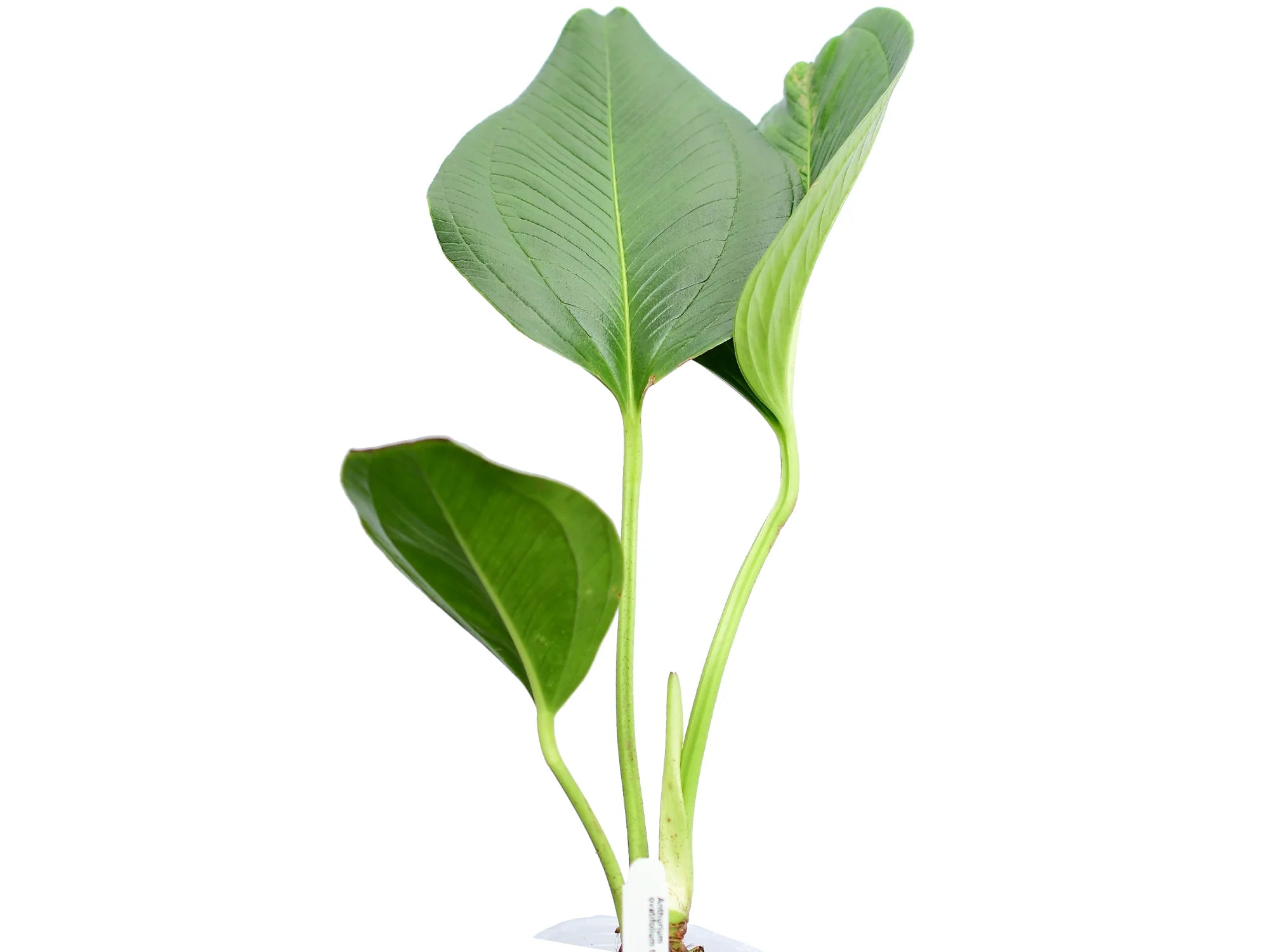 anthurium ovatifolium species tropic Anthurium ovatifolium type