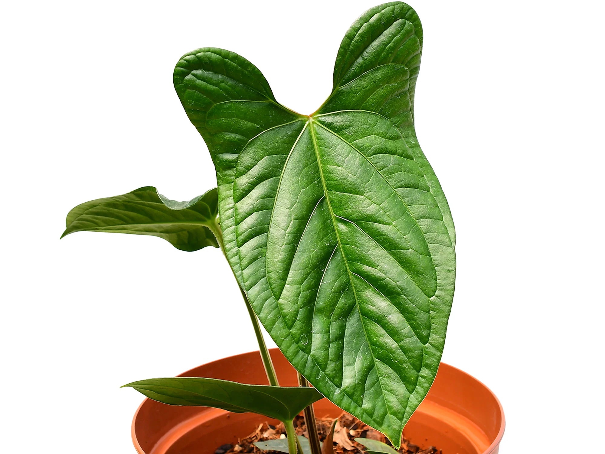 anthurium ovatifolium Anthurium Luxurious Egg Leaf