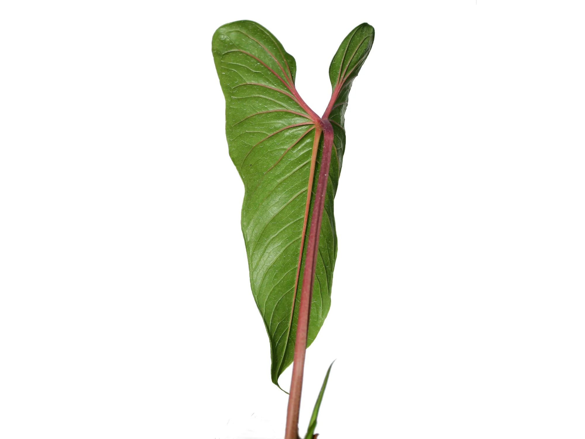 anthurium oxybelium Anthurium oxybelium