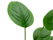 anthurium oxycarpum Anthurium oxycarpum 2