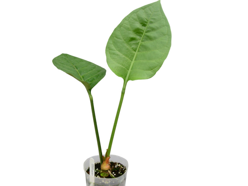 Anthurium oxycarpum giganteum (seedling)