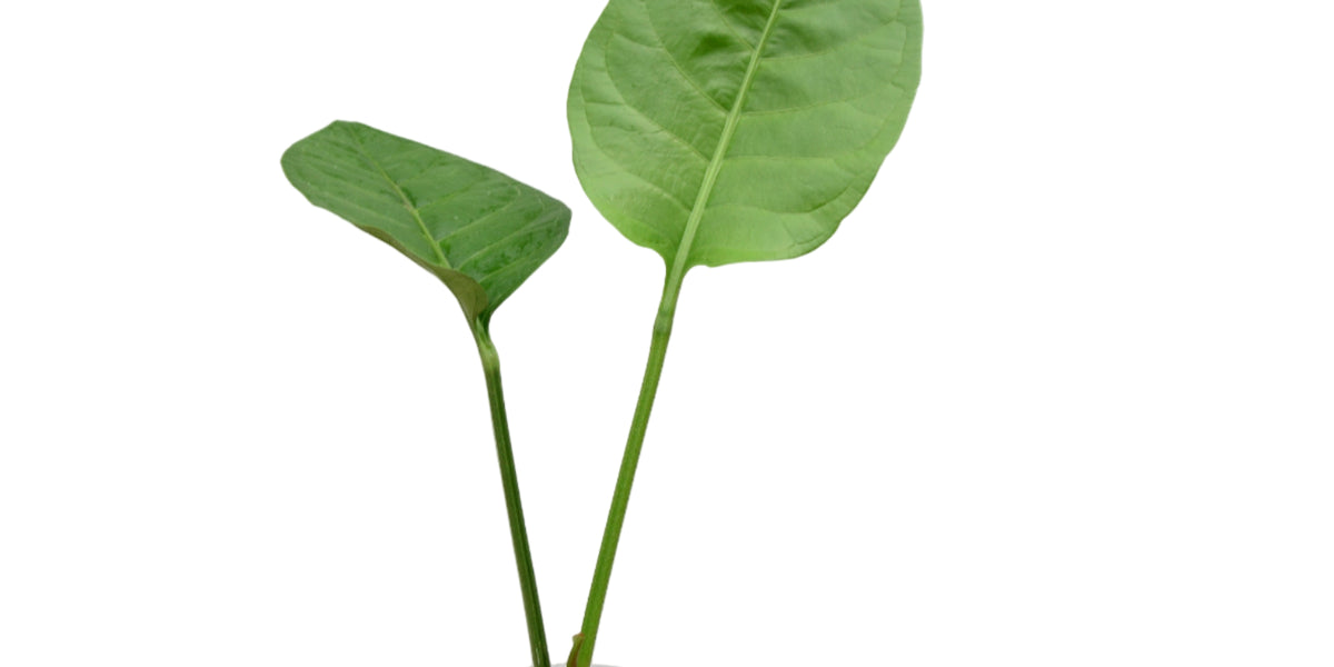 anthurium car Anthurium oxycarpum giganteum (seedling) — Ecuagenera Orquídeas del Ecuador